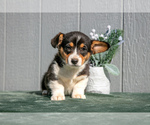 Puppy Randy Pembroke Welsh Corgi