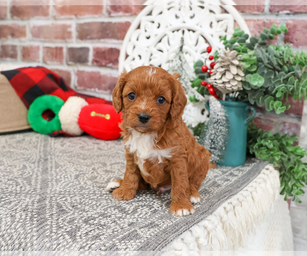 Medium Photo #12 Cavapoo (Miniature) Puppy For Sale in SYRACUSE, IN, USA