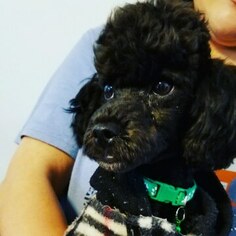 Poodle (Toy) Puppy for sale in LEWISVILLE, TX, USA