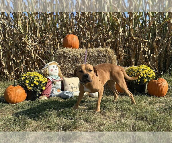 Medium Photo #4 Boxer-Unknown Mix Puppy For Sale in Evansville, IN, USA