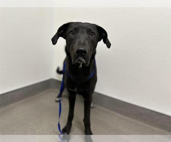 Medium Photo #1 Labrador Retriever-Unknown Mix Puppy For Sale in HESPERIA, CA, USA