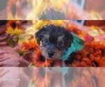 Small #7 Yorkshire Terrier