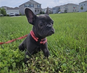 French Bulldog Puppy for sale in TAMPA, FL, USA