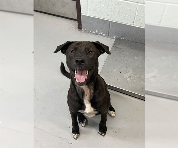 Medium Photo #1 Labrador Retriever-Unknown Mix Puppy For Sale in Corpus Christi, TX, USA