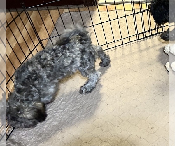 Medium Photo #5 ShihPoo Puppy For Sale in GLOUCESTER, VA, USA