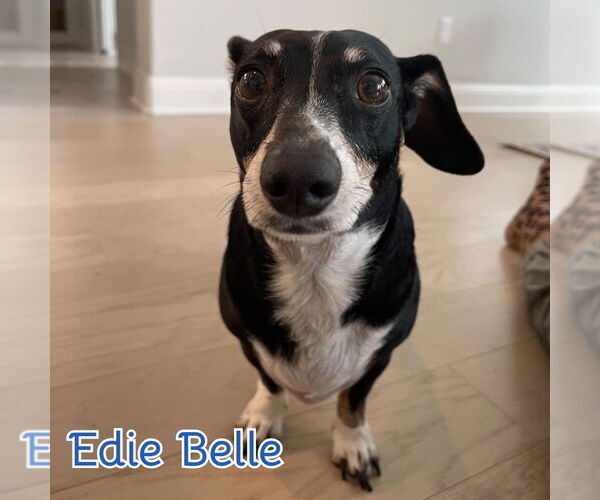 Medium Photo #6 Dachshund Puppy For Sale in San Antonio, TX, USA