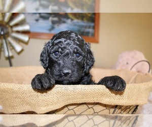 Goldendoodle Puppy for sale in EXETER, MO, USA