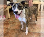 Small #3 American Staffordshire Terrier