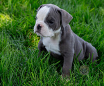 Puppy 3 Olde English Bulldogge