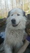 Small Photo #1 Great Pyrenees Puppy For Sale in ALDERSON, WV, USA