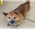 Small German Shepherd Dog Mix