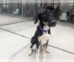 STARBURST - Male Border Collie-Unknown Mix Dog for Adoption - Small photo