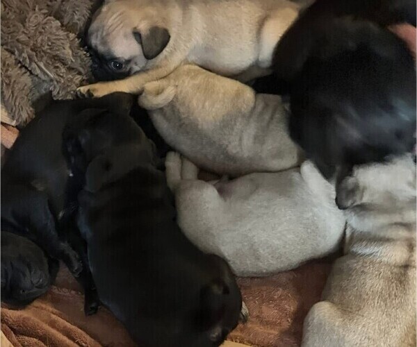 Medium Photo #1 Pug Puppy For Sale in MEBANE, NC, USA