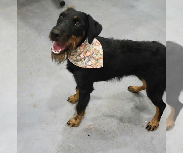 Medium Photo #5 Mutt Puppy For Sale in San Leon, TX, USA