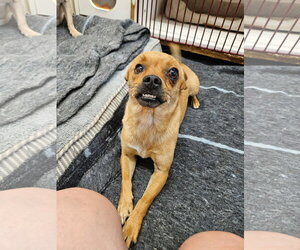 Chihuahua-Unknown Mix Dogs for adoption in El Centro, CA, USA