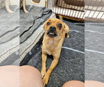 Small Chihuahua Mix