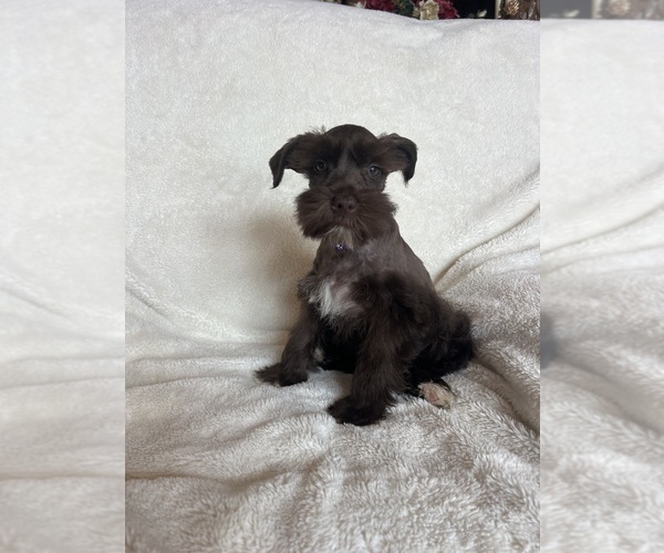 Medium Photo #2 Schnauzer (Miniature) Puppy For Sale in ROY, WA, USA
