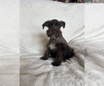 Small #1 Schnauzer (Miniature)
