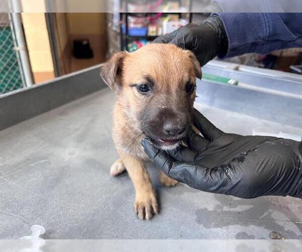 Medium Photo #1 Mutt Puppy For Sale in Chula Vista, CA, USA