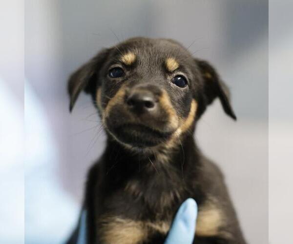 Medium Photo #1 Doberman Pinscher-Unknown Mix Puppy For Sale in San Antonio, TX, USA
