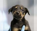 PEARL - Female Doberman Pinscher-Unknown Mix Dog for Adoption - Small photo