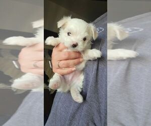 Maltese Puppy for sale in ROYAL OAKS, CA, USA