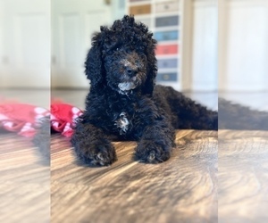 Goldendoodle Puppy for Sale in SUMTER, South Carolina USA