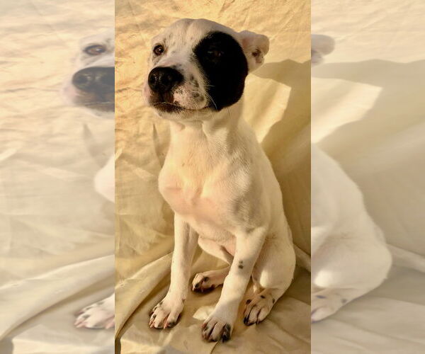 Medium Photo #4 American Pit Bull Terrier-Huskies  Mix Puppy For Sale in San Diego, CA, USA