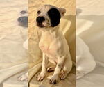 Small #3 American Pit Bull Terrier-Huskies  Mix