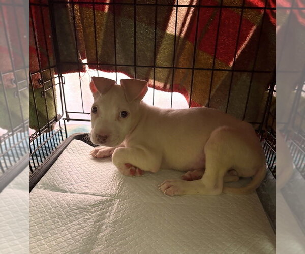 Medium Photo #2 Labrador Retriever-Unknown Mix Puppy For Sale in Dana Point, CA, USA