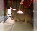 Small #1 Labrador Retriever Mix
