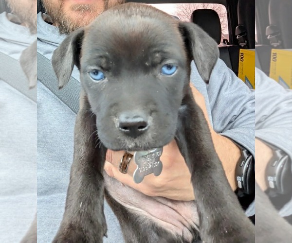 Medium Photo #3 Mutt Puppy For Sale in Holly Springs, NC, USA