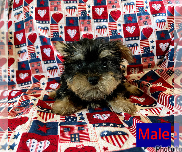 Medium Photo #1 Yorkshire Terrier Puppy For Sale in AMSTERDAM, MO, USA