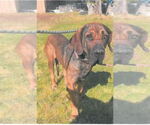 Small Fila Brasileiro