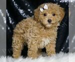 Small #1 Maltipoo