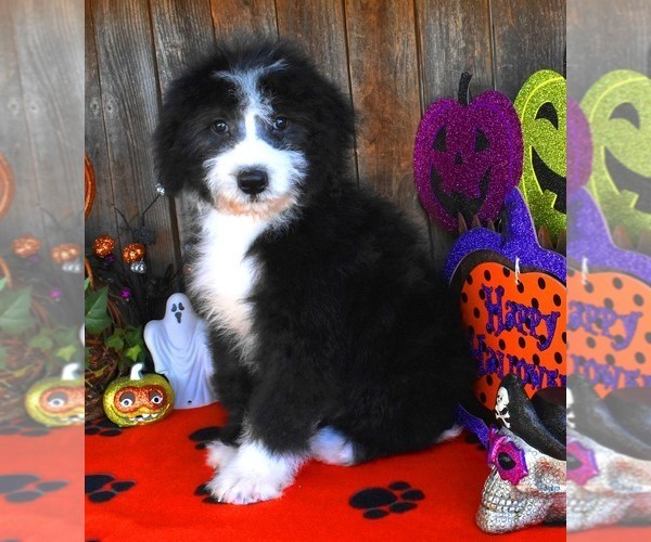 Medium Photo #11 Sheepadoodle Puppy For Sale in ASPERMONT, TX, USA