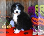 Small Photo #11 Sheepadoodle Puppy For Sale in ASPERMONT, TX, USA