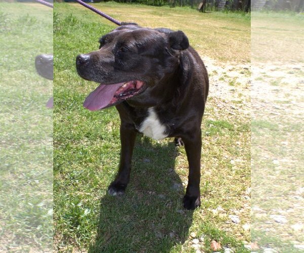 Medium Photo #1 Mutt Puppy For Sale in Jackson, MS, USA