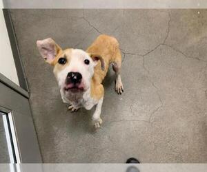 American Pit Bull Terrier Dogs for adoption in Berkeley , CA, USA