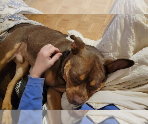 Medium Photo #16 American Staffordshire Terrier-Bulldog Mix Puppy For Sale in Arlington, VA, USA