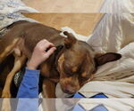 Small #15 American Staffordshire Terrier-Bulldog Mix