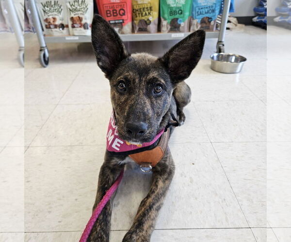 Medium Photo #17 Mutt Puppy For Sale in Fargo, ND, USA