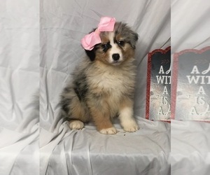 Australian Shepherd Puppy for sale in INDIANAPOLIS, IN, USA