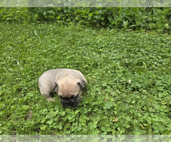 Medium Photo #13 French Bulldog Puppy For Sale in MAPLETON, ME, USA