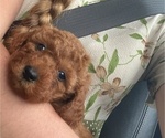 Small Photo #21 Poodle (Miniature) Puppy For Sale in RUDD, IA, USA