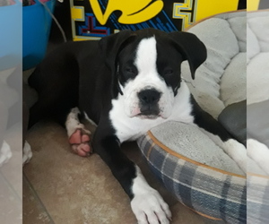 Boxer Puppy for Sale in ASHLAND CITY, Tennessee USA