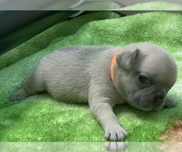 Medium Photo #3 French Bulldog Puppy For Sale in HILLSBORO, OR, USA