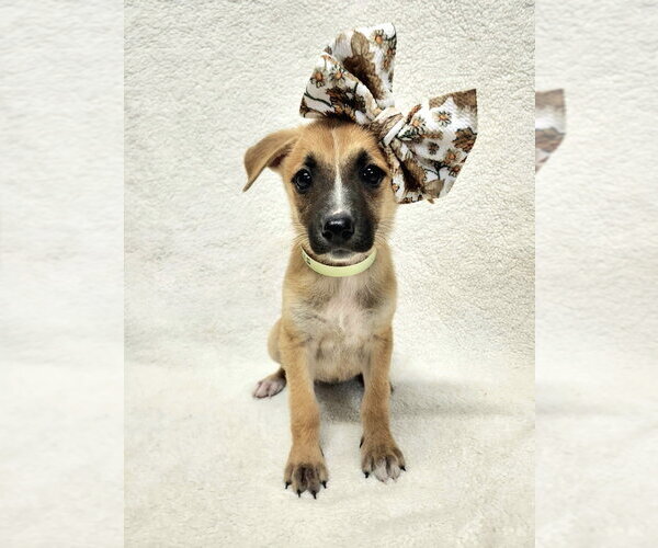 Medium Photo #1 Mutt Puppy For Sale in Brewster, NY, USA