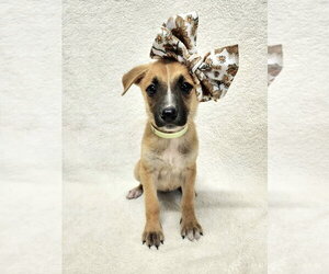 Mutt Dogs for adoption in Brewster, NY, USA