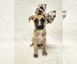 Small Mutt